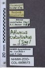Etiketten zu Athous cucullatus (NHMW-ZOO-COL-0008573)